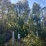  Land for sale in Chile, Pucon, Cautin, Araucania, Chile
