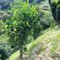 4 Bedroom House for sale in Sabaneta, Antioquia, Sabaneta