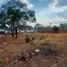  Terreno (Parcela) en venta en Cintalapa, Chiapas, Cintalapa