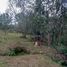  Land for sale in Envigado, Antioquia, Envigado