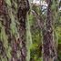  Land for sale in Nuble, Pinto, Diguillin, Nuble