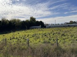  Land for rent in Diguillin Nuble, Chillan, Diguillin, Nuble