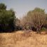  Land for sale in Atenco, Mexico, Atenco