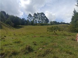 Terrain à vendre à Rionegro, Antioquia, Rionegro, Antioquia