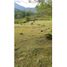  Land for sale in Venecia, Antioquia, Venecia