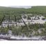  Terreno (Parcela) en venta en Othon P Blanco, Quintana Roo, Othon P Blanco