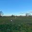  Terreno (Parcela) en venta en Chile, Entre Lagos, Osorno, Los Lagos, Chile