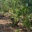  Terreno (Parcela) en venta en Maule, Cauquenes, Cauquenes, Maule