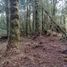  Land for sale in Chile, Castro, Chiloe, Los Lagos, Chile