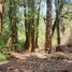  Land for sale in Chile, Castro, Chiloe, Los Lagos, Chile