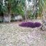  Grundstück zu verkaufen in Othon P Blanco, Quintana Roo, Othon P Blanco