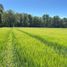  Terreno (Parcela) en venta en Araucanía, Villarrica, Cautín, Araucanía