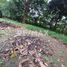 Land for sale in Cunduacan, Tabasco, Cunduacan