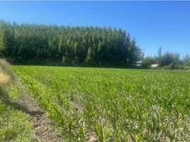  Land for sale in Chile, Coltauco, Cachapoal, Libertador General Bernardo Ohiggins, Chile