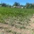  Land for sale in Chile, Coltauco, Cachapoal, Libertador General Bernardo Ohiggins, Chile