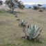  Terreno (Parcela) en venta en Maule, San Javier, Linares, Maule