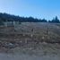  Terreno (Parcela) en venta en Chile, Santa Cruz, Colchagua, Libertador General Bernardo O'Higgins, Chile