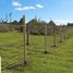  Terreno (Parcela) en venta en Chile, La Unión, Ranco, Los Ríos, Chile