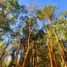  Terreno (Parcela) en venta en Los Ríos, Mariquina, Valdivia, Los Ríos