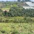  Land for sale in San Vicente, Antioquia, San Vicente