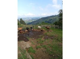 3 Schlafzimmer Villa zu verkaufen in Salento, Quindio, Salento