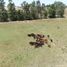  Land for sale in Magdalena Buenos Aires, Magdalena