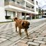3 Bedroom House for sale in Tumbaco, Pichincha, Tumbaco