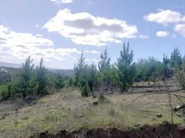 Terreno (Parcela) en venta en Chile, Curico, Curicó, Maule, Chile