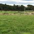  Land for sale in Llanquihue, Los Lagos, Puerto Varas, Llanquihue