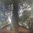 7 Bedroom Villa for sale in Angol, Araucania, Angol
