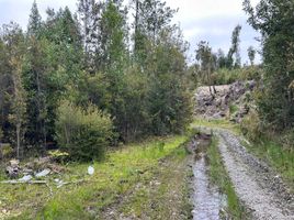 Terrain for sale in Ancud, Chiloe, Ancud