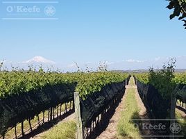  Land for sale in Tupungato, Mendoza, Tupungato