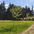  Land for sale in Rio Negro, Bariloche, Rio Negro