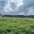  Land for sale in Tubara, Atlantico, Tubara