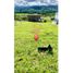  Land for sale in Risaralda, Caldas, Risaralda, Caldas