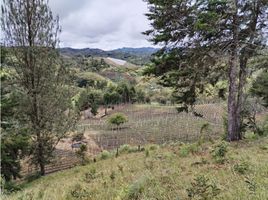  Land for sale in San Vicente, Antioquia, San Vicente