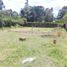  Grundstück zu verkaufen in La Ceja, Antioquia, La Ceja, Antioquia