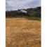  Land for sale in San Vicente, Antioquia, San Vicente