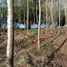  Terreno (Parcela) en venta en Los Ríos, Mariquina, Valdivia, Los Ríos