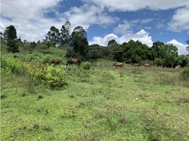  Land for sale in Rionegro, Antioquia, Rionegro