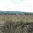 Terrain à vendre à Tapalpa, Jalisco, Tapalpa