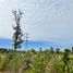  Land for sale in Chile, Los Angeles, Biobío, Biobío, Chile