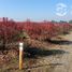  Terreno (Parcela) en venta en Chile, Chillan, Diguillín, Ñuble, Chile