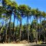  Land for sale in Curarrehue, Araucania, Curarrehue