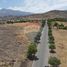  Terreno (Parcela) en venta en Colina, Chacabuco, Colina