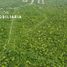  Land for sale in Merida, Yucatan, Merida, Yucatan