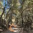  Land for sale in San Clemente, Maule, San Clemente, Talca