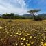  Land for sale in Valparaiso, Nogales, Quillota, Valparaiso