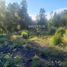  Land for sale in Chile, Lanco, Valdivia, Los Rios, Chile