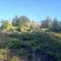  Land for sale in Chile, Lanco, Valdivia, Los Rios, Chile